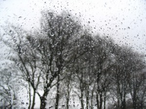 photo of leafless tree through a wet window