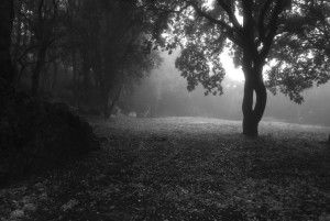 Photo of a forest meadow during twilight