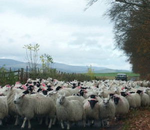 photo of a tagged flock of sheep being herded